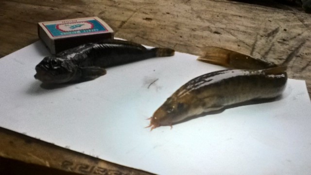 Отшельники в тайге