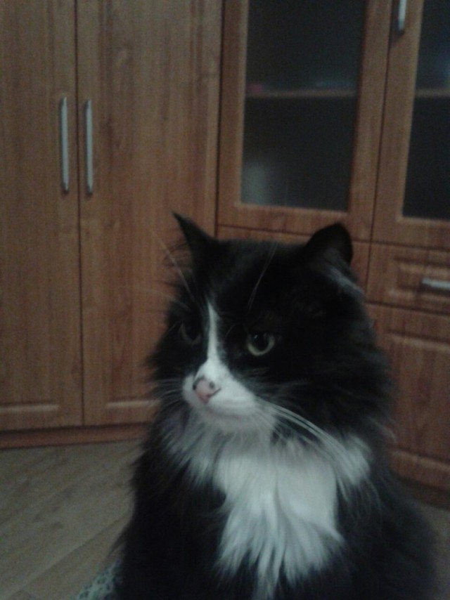 Что любят котики...