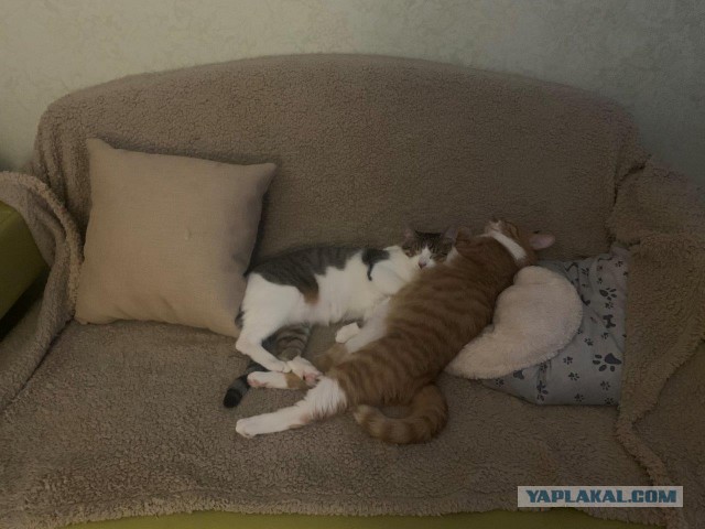 Котовторник 28.01.2020