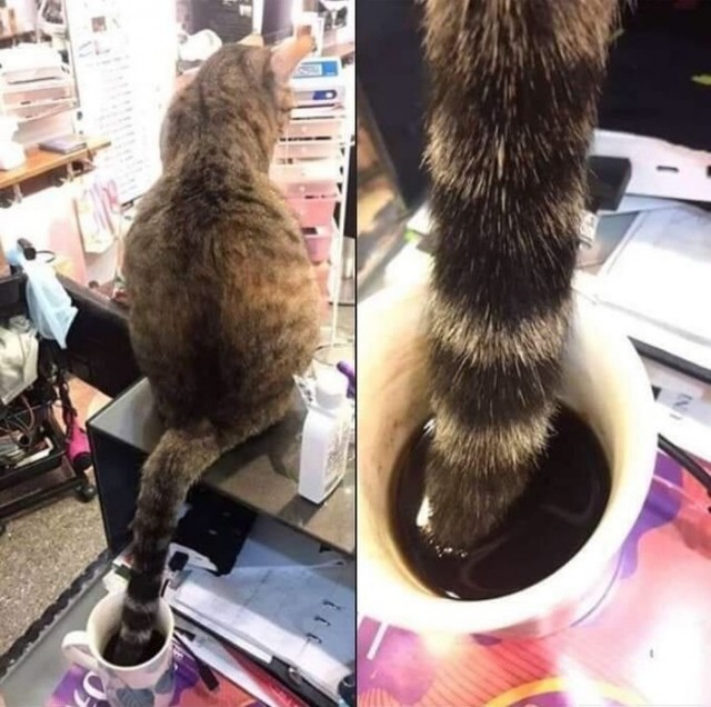 Забавные животные