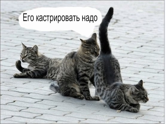 Подпиши фото!