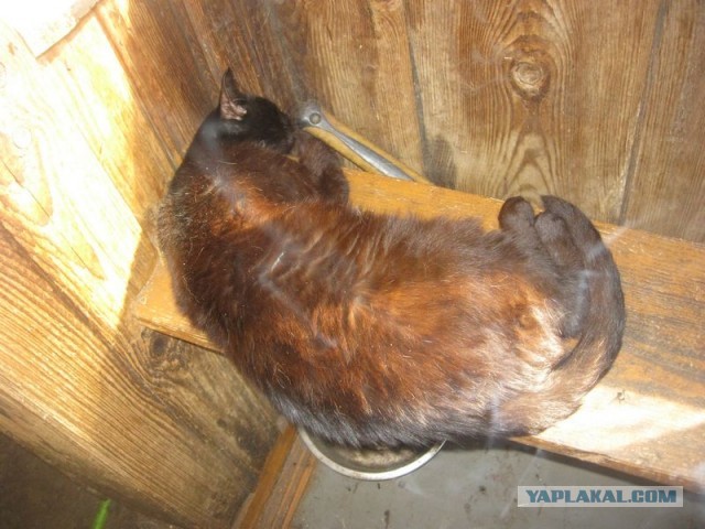 Жизнь домашнего приюта для котеек 299