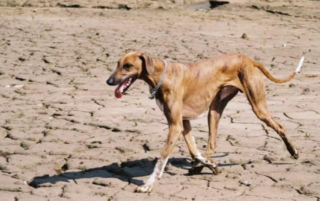 Азавак - собака из пустыни Сахара