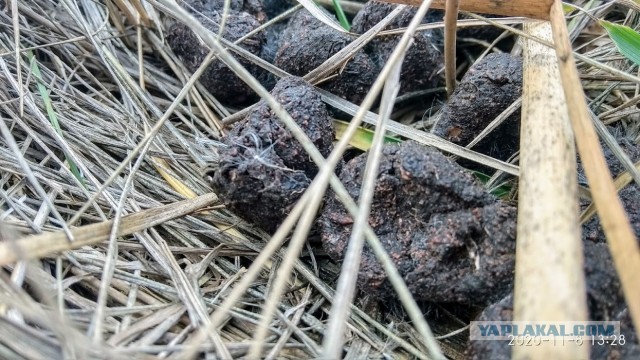 Камчатка, Толбачик