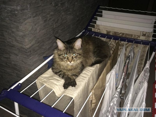 Кошки часто любят отдыхать там, где их, в принципе, не должно быть