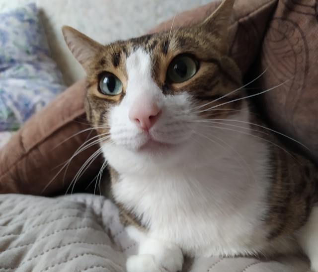 Котовторник!