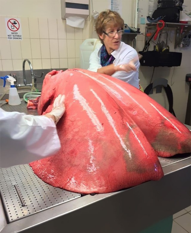 35 вещей, которые в реальности намного больше, чем мы всегда думали