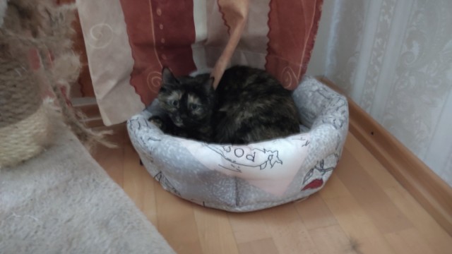 Вторник-кото