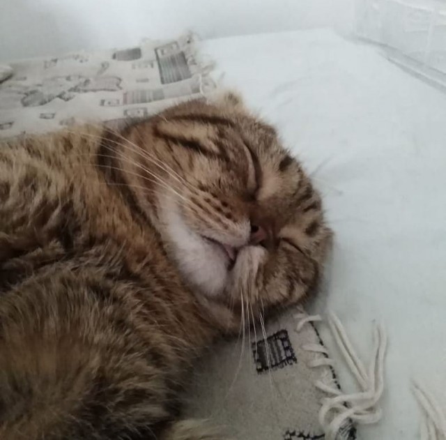 Котовторник же очередной