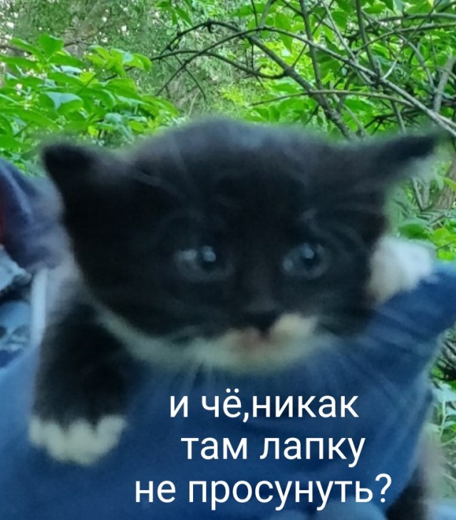 Три кота смотрят из окна