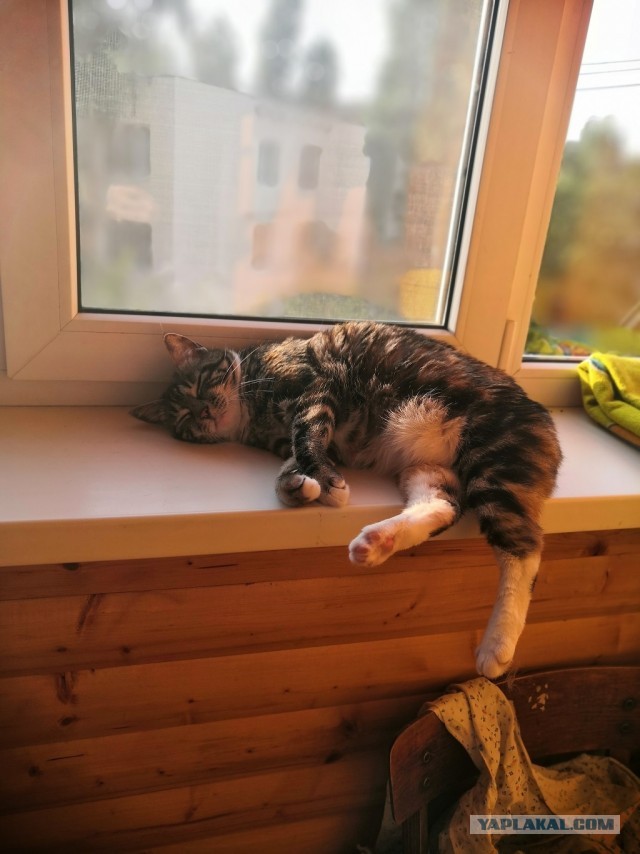 Жизнь домашнего приюта "Котоленд" 297