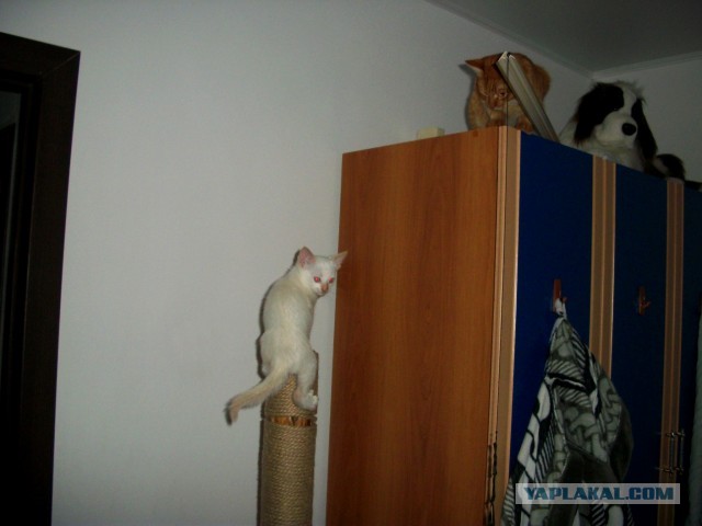 Вторник. Котэ. Пора