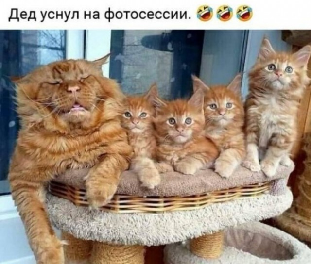 Когда ветврач сказал, что нужно фото для ветеринарного паспорта кошки
