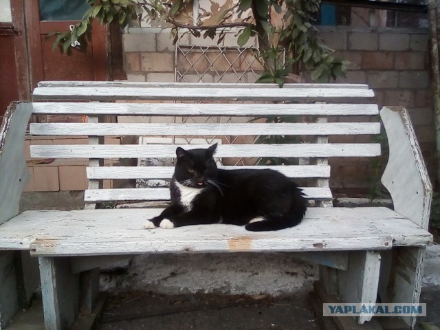 История одного котенка