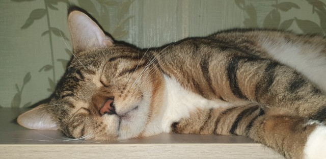Котовторник 18.10.22