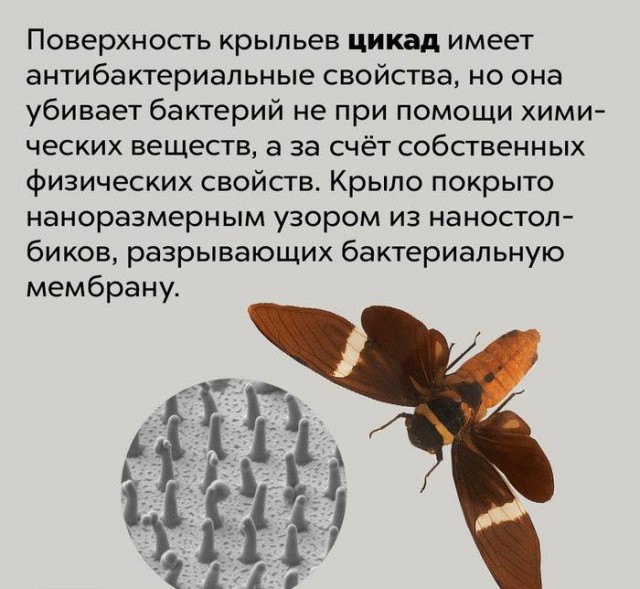 Пандемия съехавших крыш - разновидности болезни. Россия и мир. Часть 45.