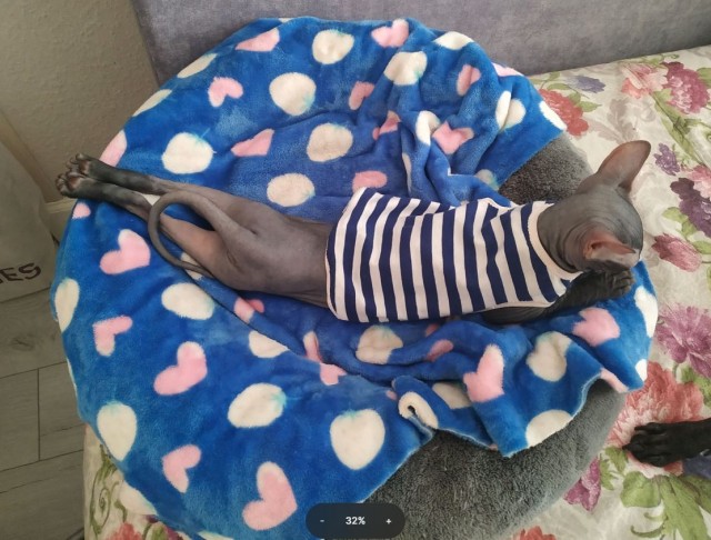 Вторник, ваши коты и кошки в студию