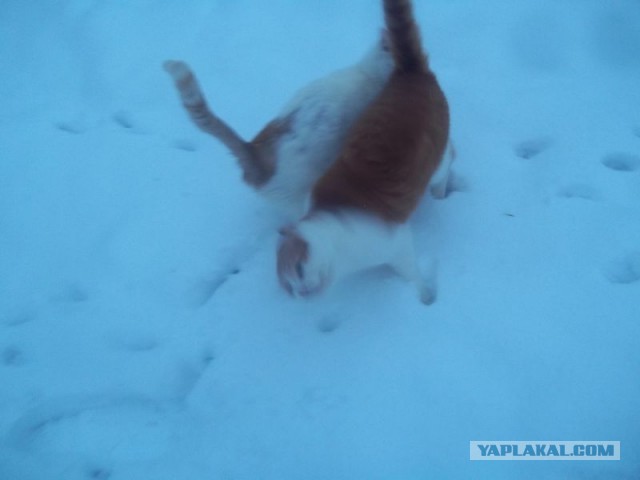 Жизнь домашнего приюта для котеек 431