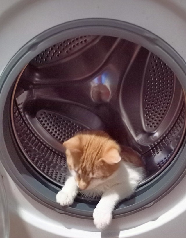 Вы хочите кошек, их есть у меня...