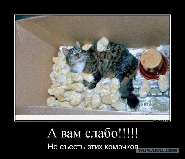 Кот Бэтмэн