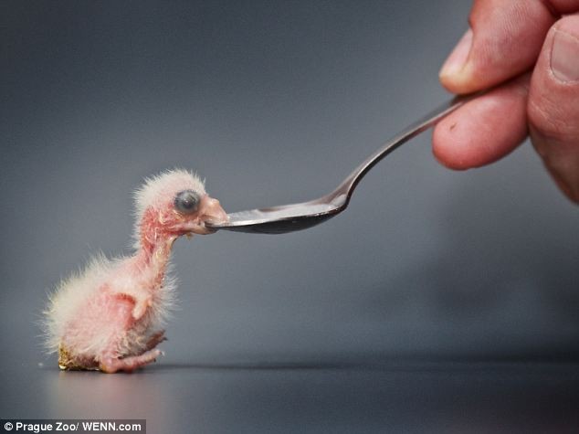 Как вы думаете, кто из него вырастет?