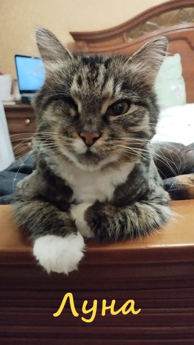 Жизнь домашнего приюта "Котоленд" 396