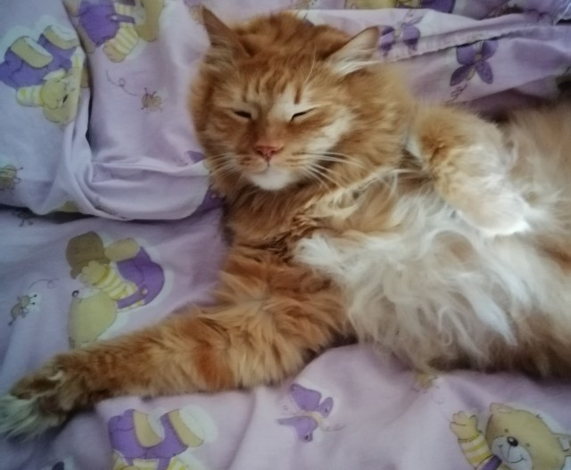 Начинаем котофторник?