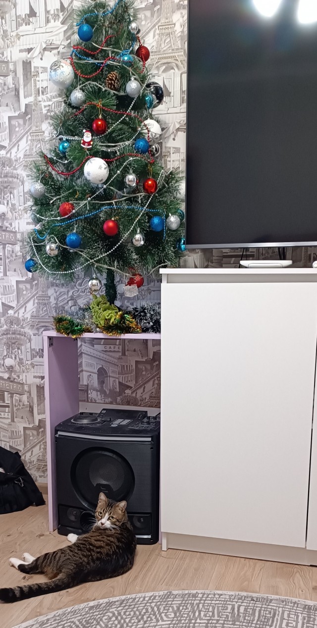 Новогодний кот