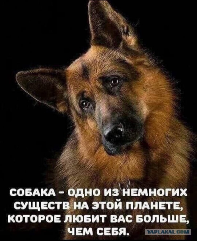 Лучше чем люди