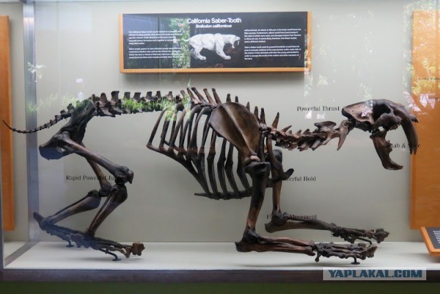 Битумные озера Ла-Брея (La Brea Tar Pits)