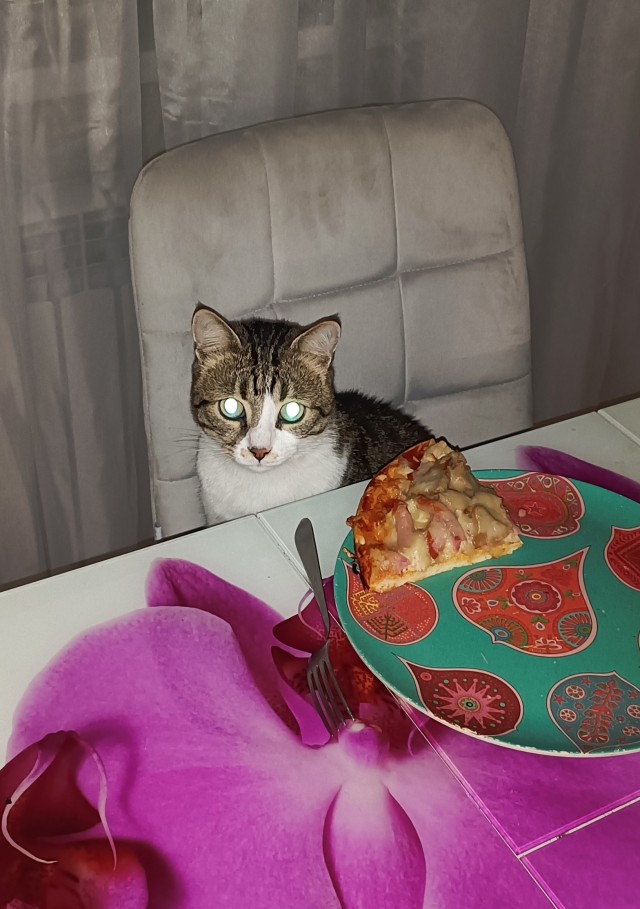 Котовторник в картинках