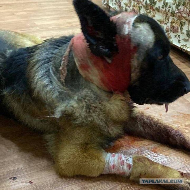 На Камчатке спасают пса, который защитил хозяина от четырёх медведей