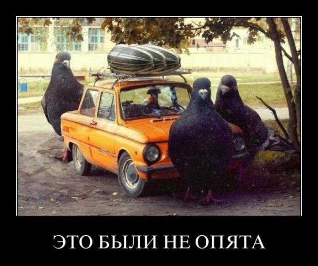 В Австрии мужик, страдающий от депрессии, наелся «волшебных грибов» и отрезал себе член топором