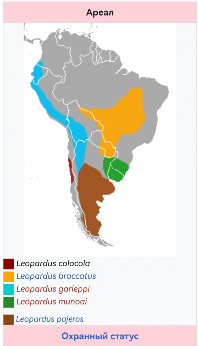 Пампасская кошка.