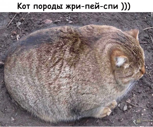 Так себе картинки 29.03.25