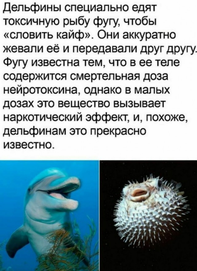 Литературная беседка v.1