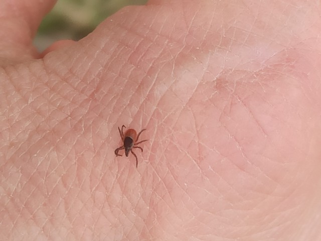 Снял клеща с ладони и на смартфон