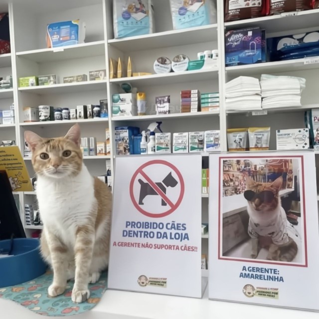 Собакам вход в магазин запрещён — управляющая не выносит собак!