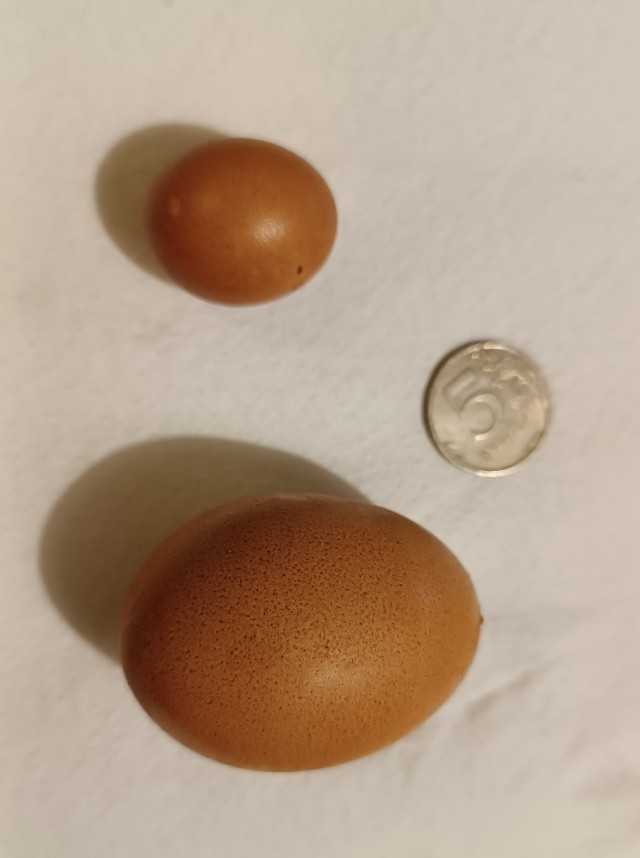 Покажу-ка я вам яйца!