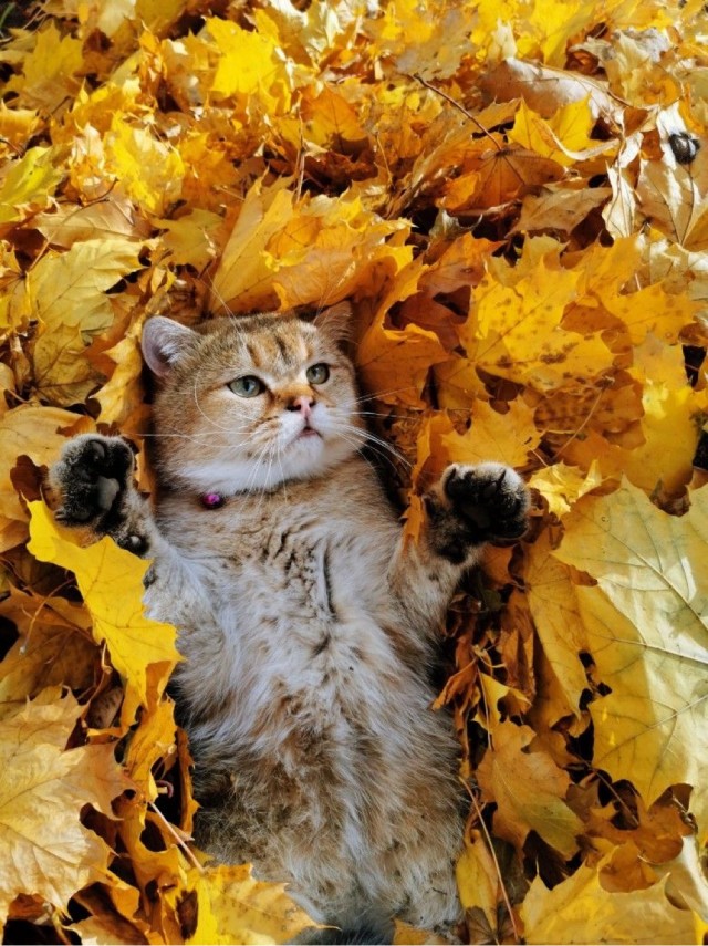 Осенний кот