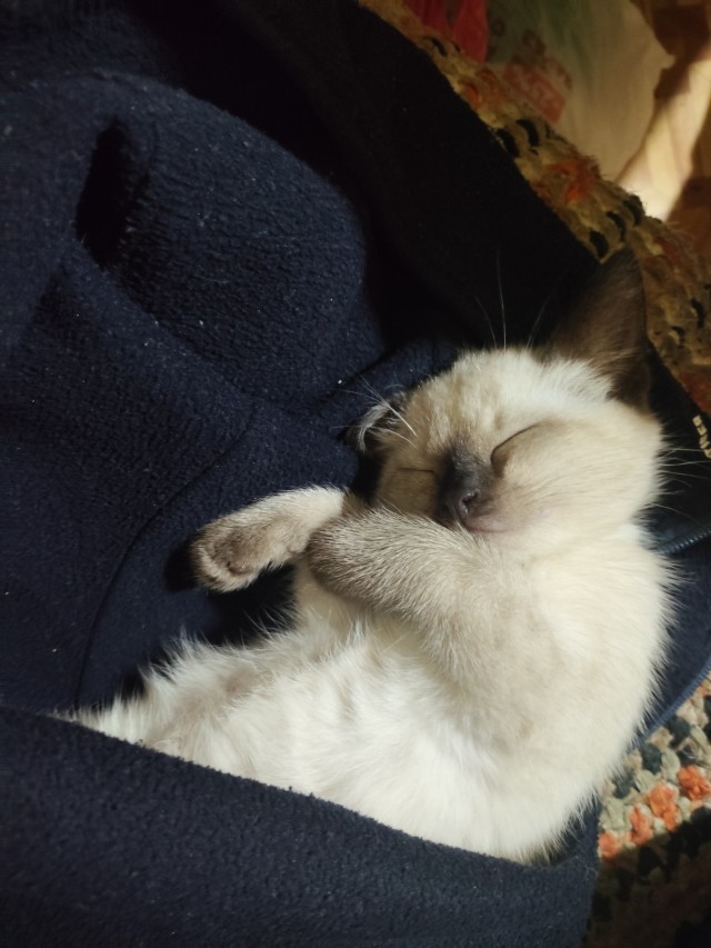 Котовторник . Как назвать бандита ?)