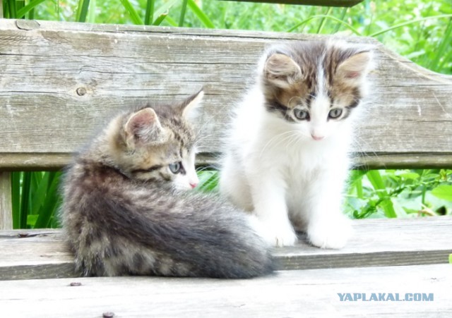 Котовторник 9.07.2013