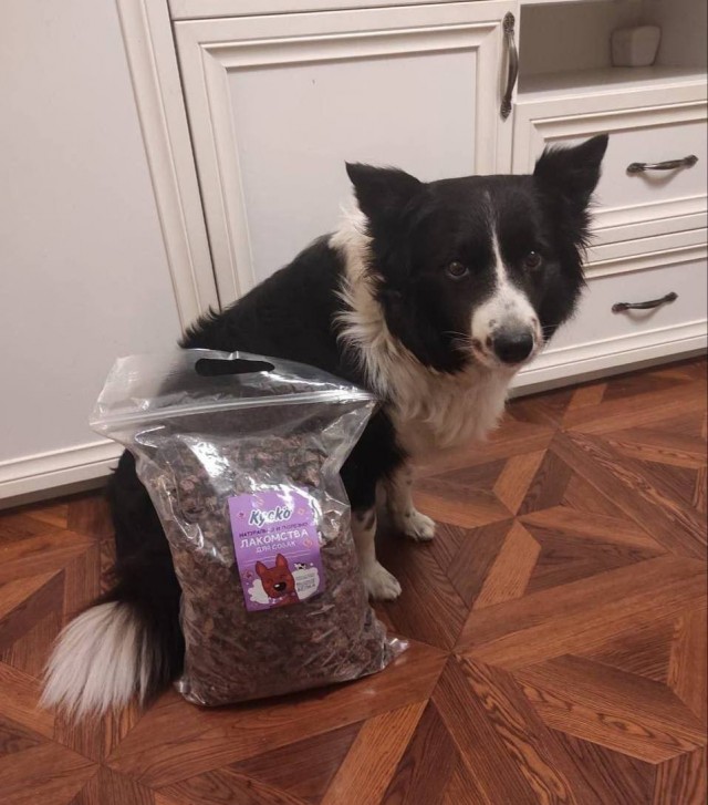 Похититель собак Сергей Пай мог зарезать собаку Симу ради лечения дочери.