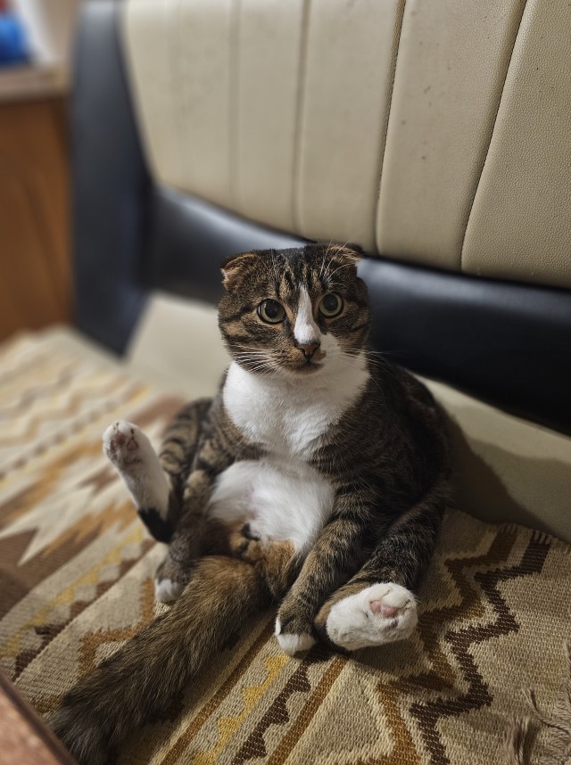 Вот и мой кот