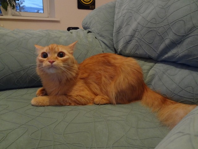 Котовторник 23.07.2013