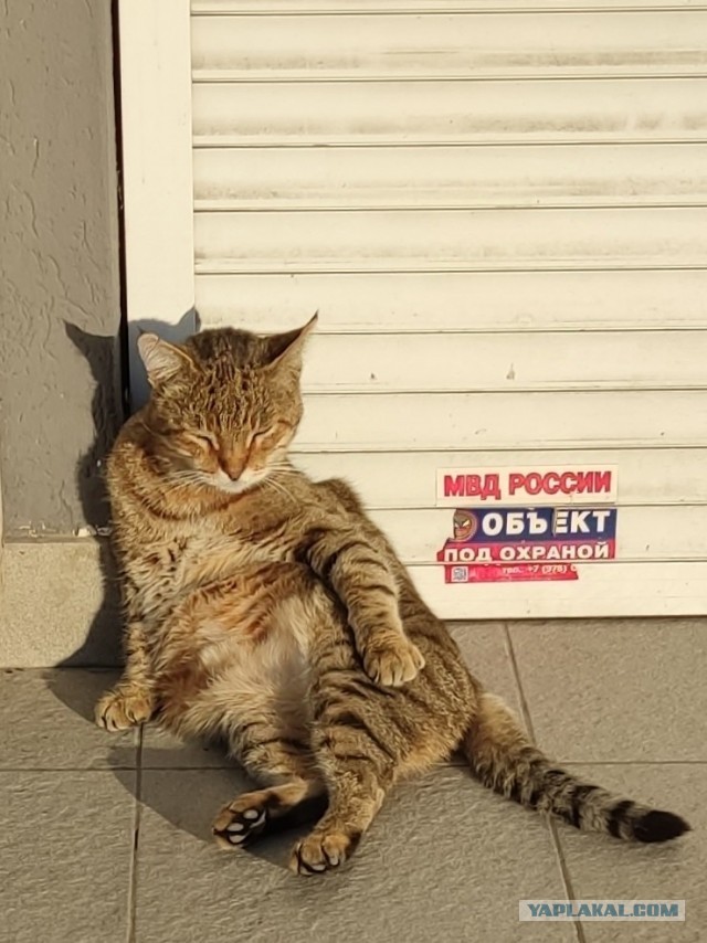 Крымский котик⁠