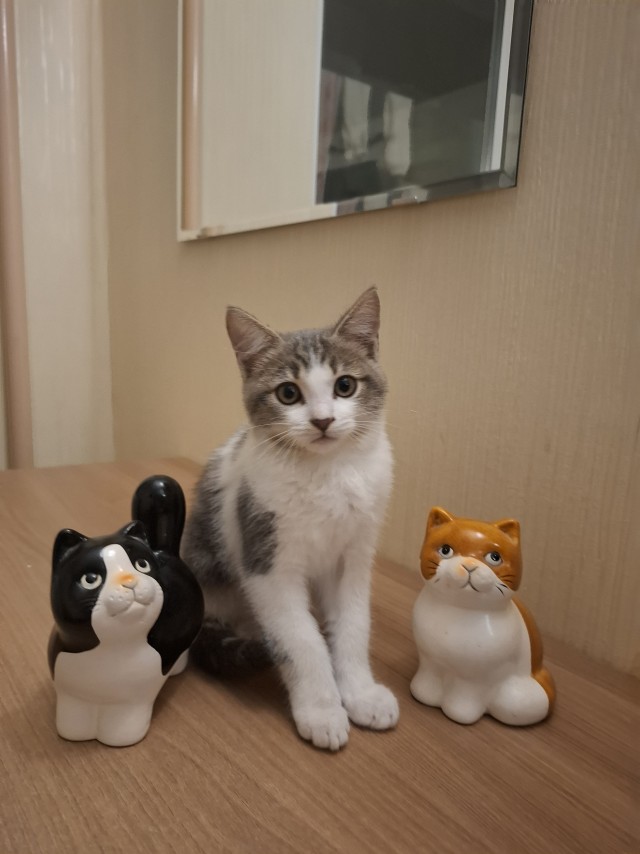 К котовторнику: знакомтесь: Сёма