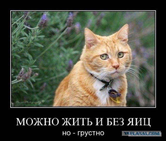 Жестокий мир котов
