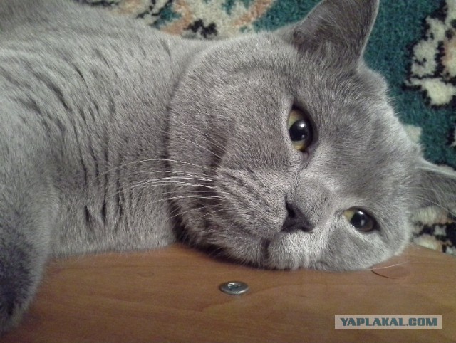 Котовторник 18.03.2014