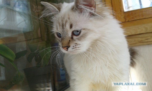 Котовторник   15.04.2014